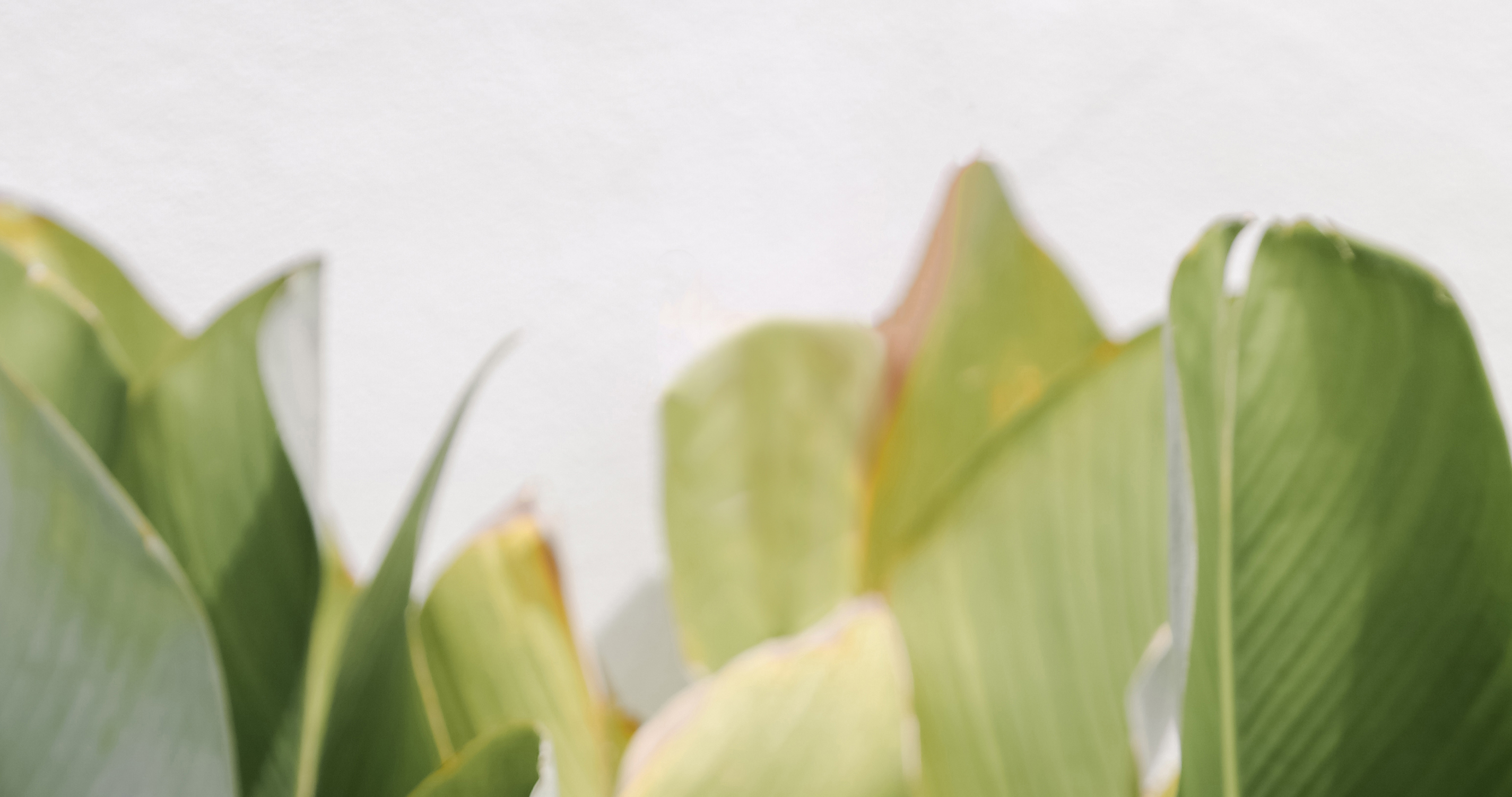 green gardens nursery plants Green Gardens Nursery Inc.